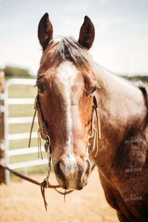 Horse Close Up 281095