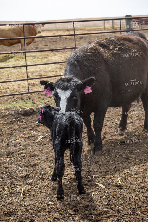 Cow Calf Pair 155409
