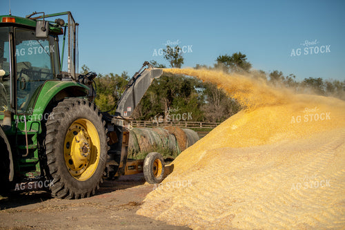 Grinding Corn 212080
