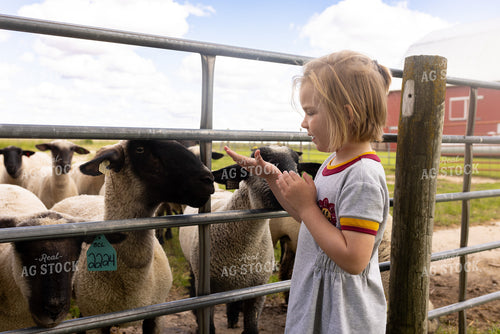Farm Kid with Sheep 161164