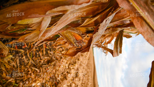 Dried Corn Ear in the Field 25667