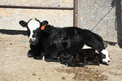 White Faced Cow Calf Pair 117170