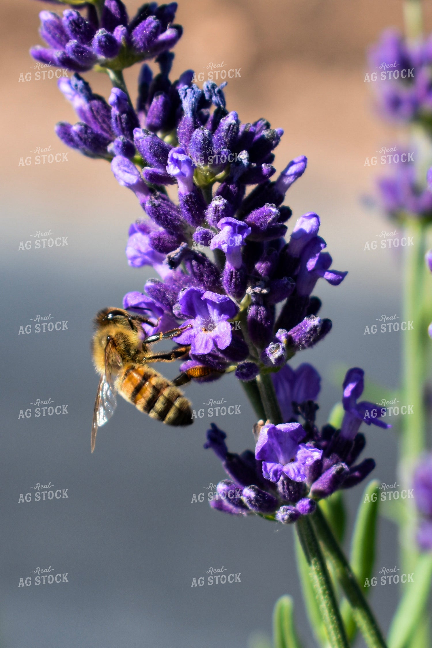Bee on Lavendar 156112
