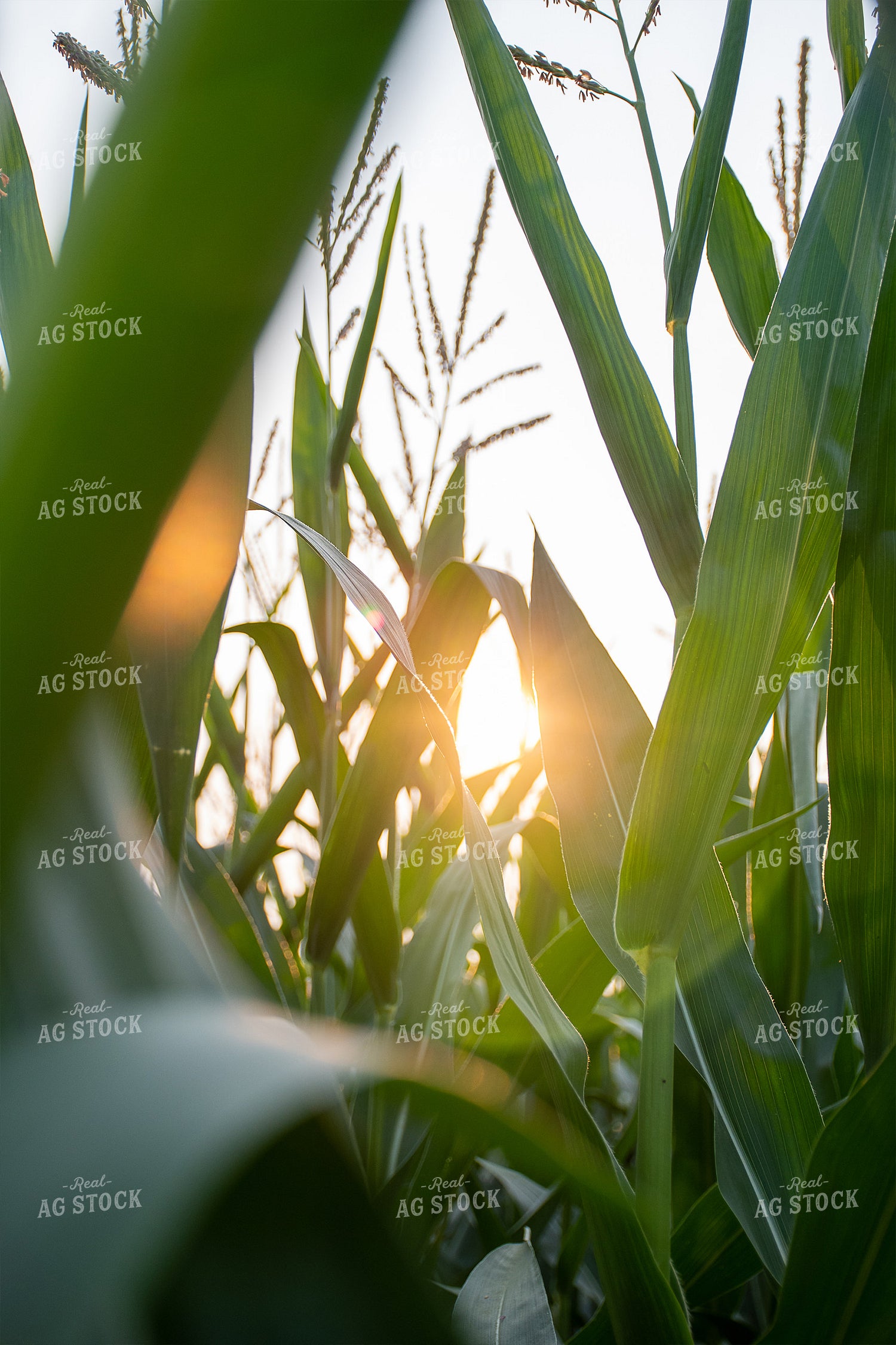 Sun Rays Through Corn 50131