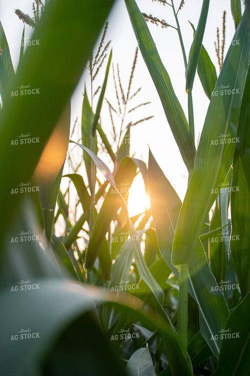 Sun Rays Through Corn 50131