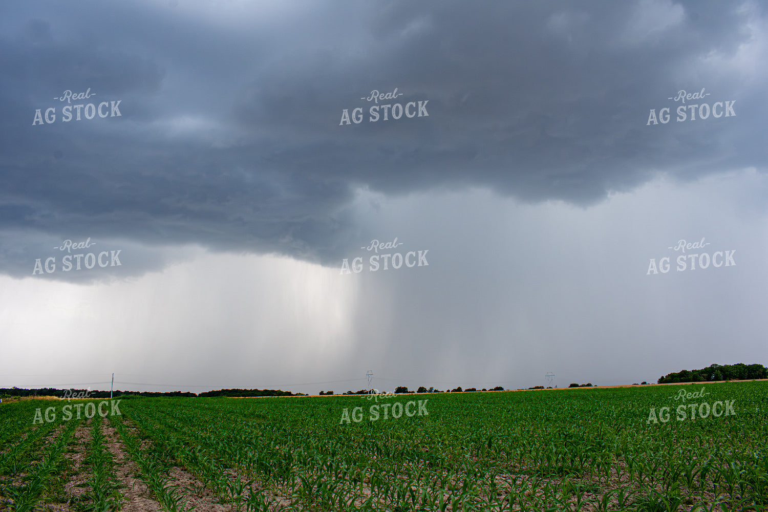 Early Season Corn 156142