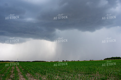 Early Season Corn 156142