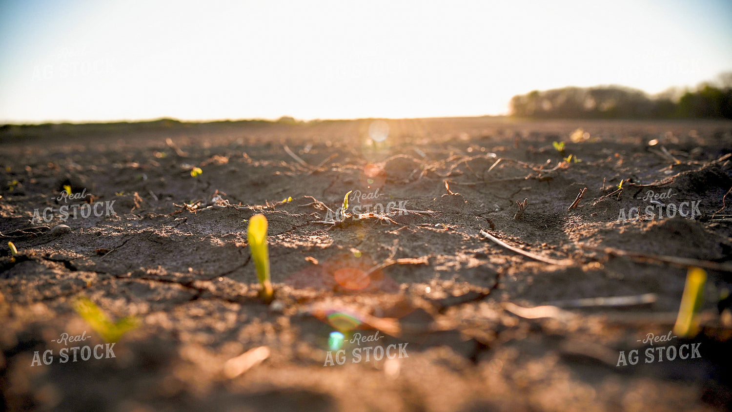 Corn Seedling at Sunrise 25196