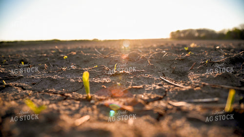 Corn Seedling at Sunrise 25196