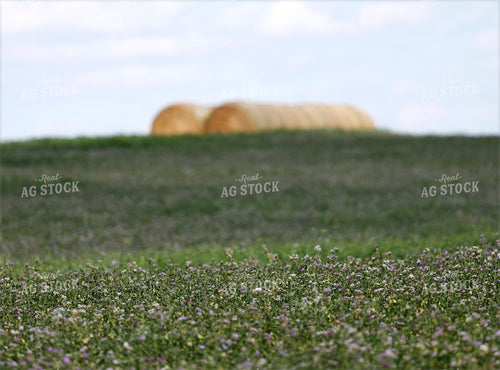Alfalfa Field 141602