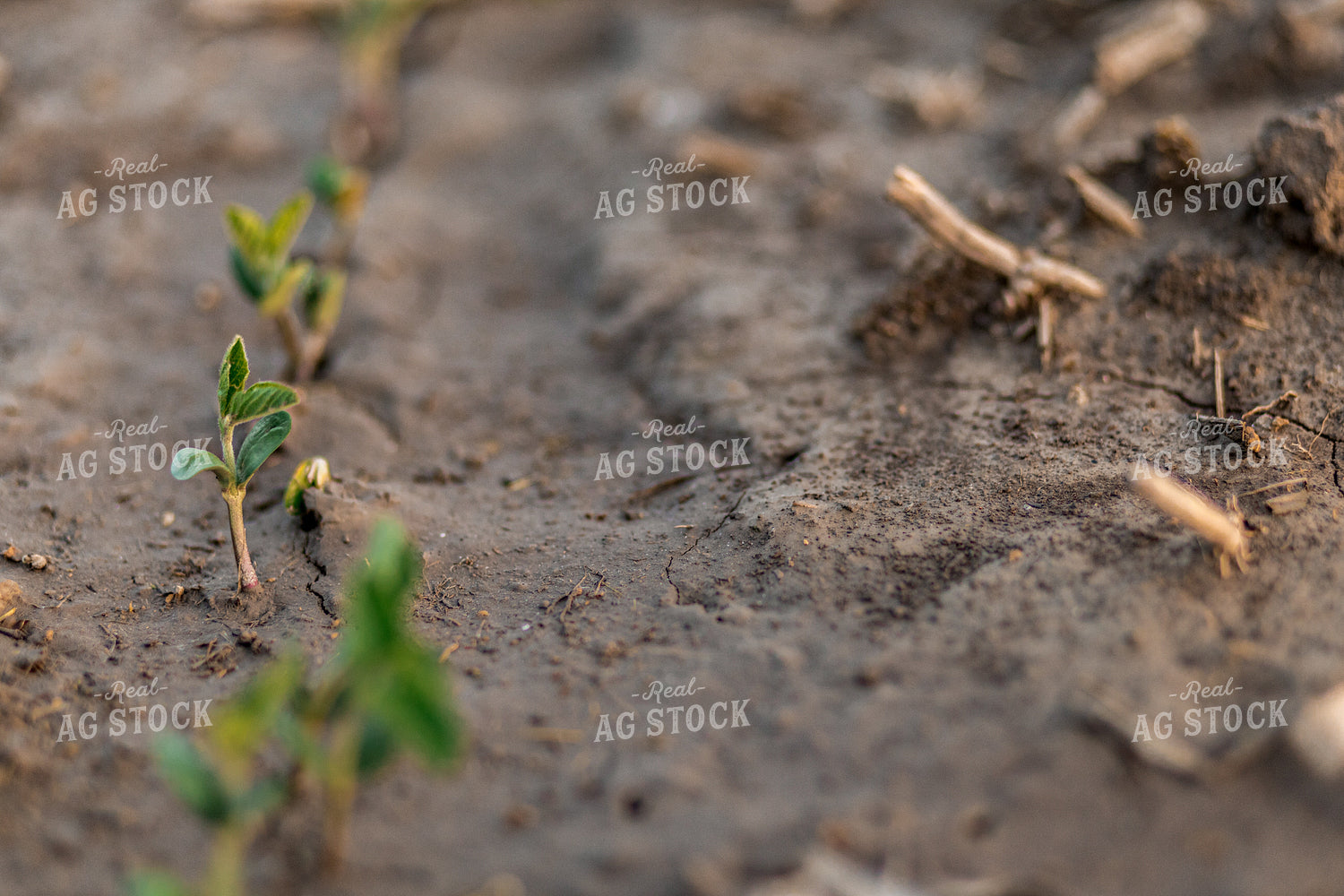 Early Season Soybeans 93277