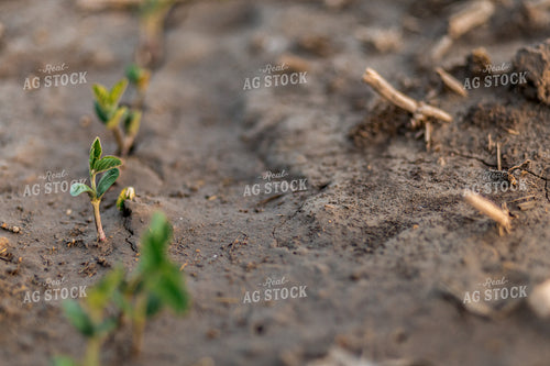 Early Season Soybeans 93277