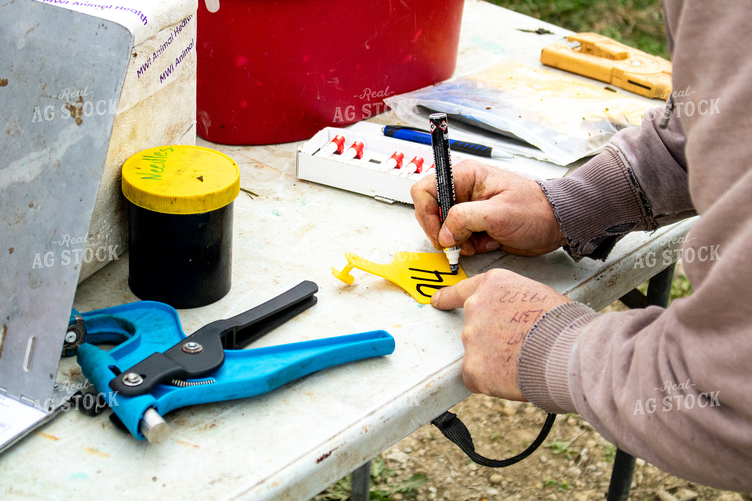 Working Cattle 214269