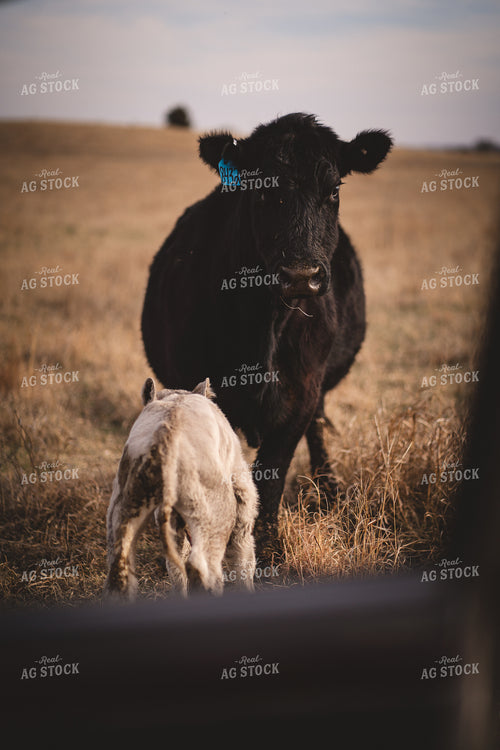 Cow Calf Pair 196040