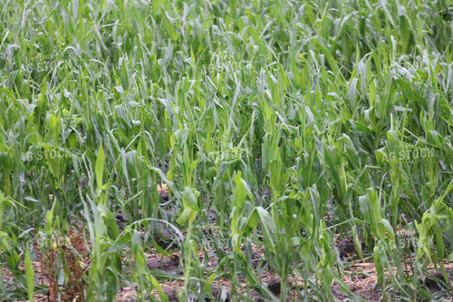 Hail and Wind Damaged Corn 82499