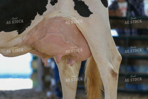 Dairy Cattle Show 160488
