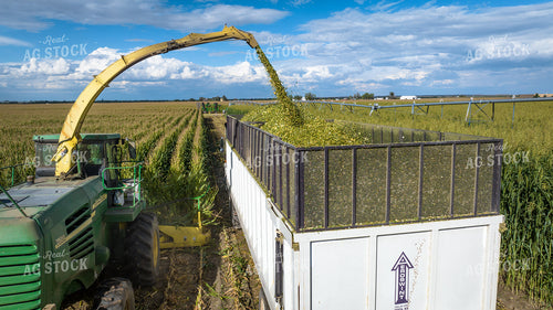 Silage Harvest 56532