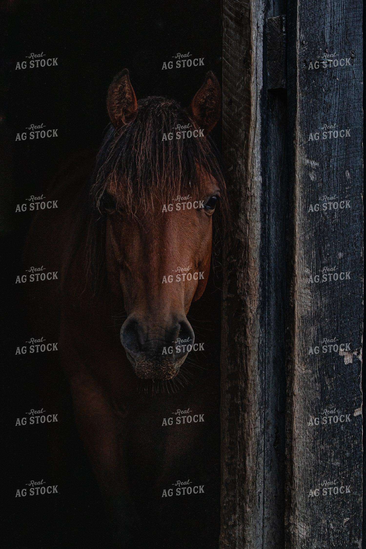 Horse 189060