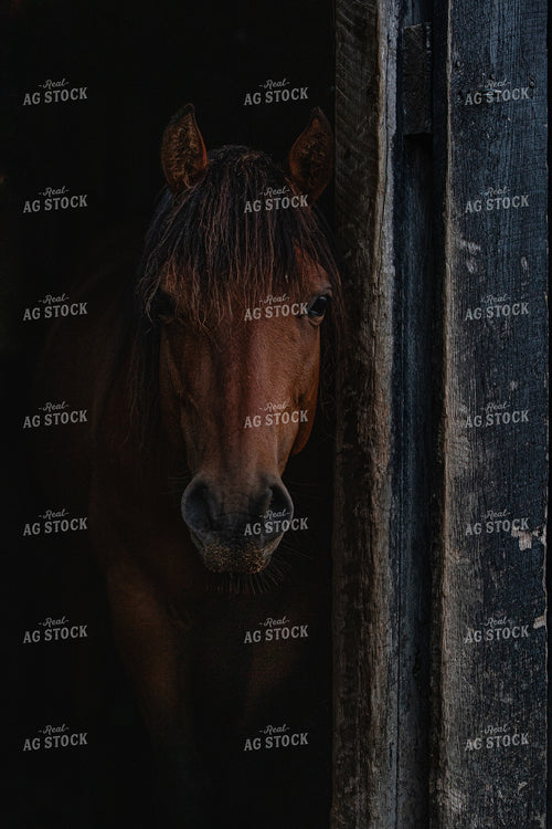 Horse 189060