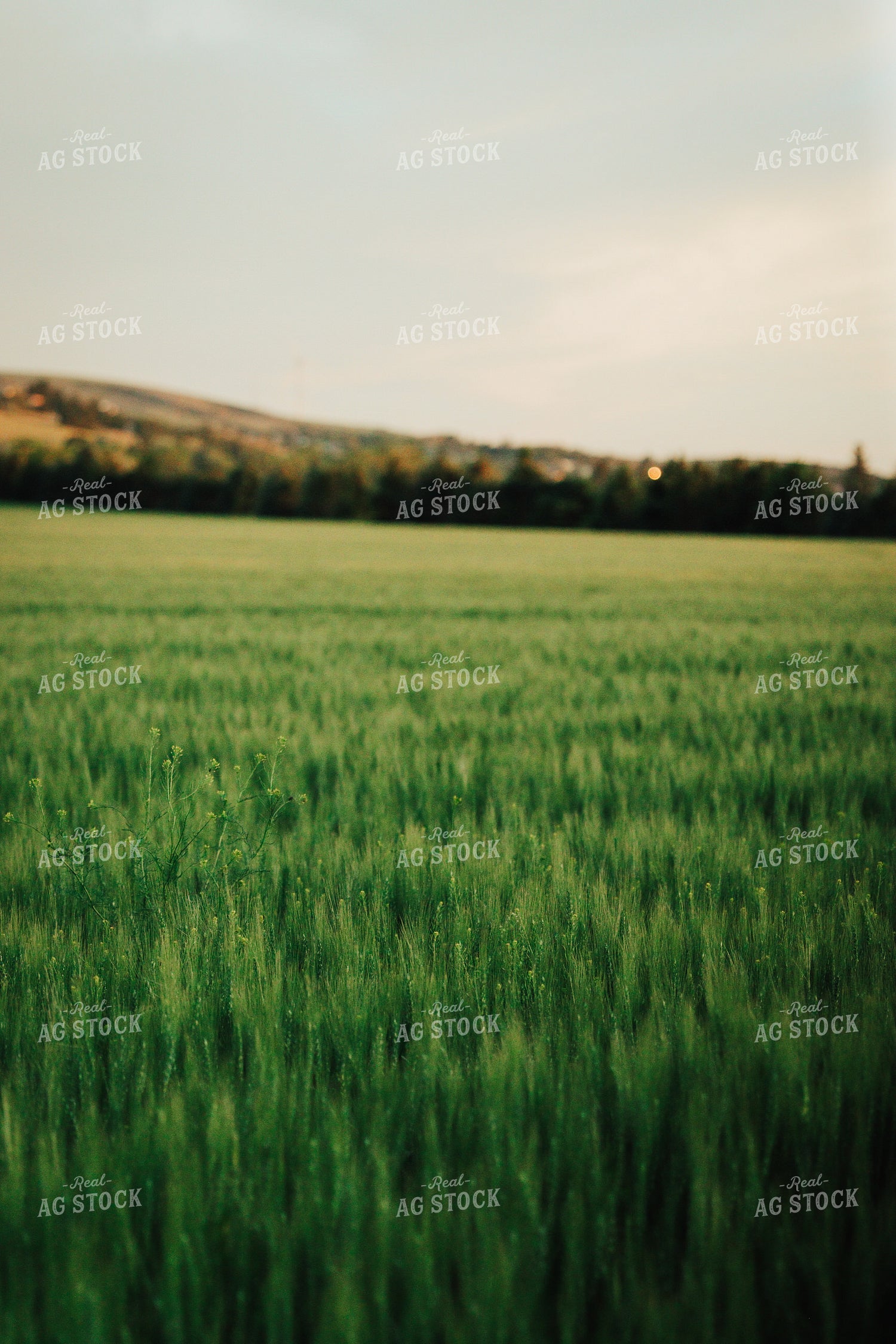 Wheat Field 83161