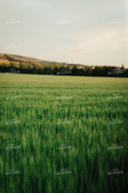 Wheat Field 83161