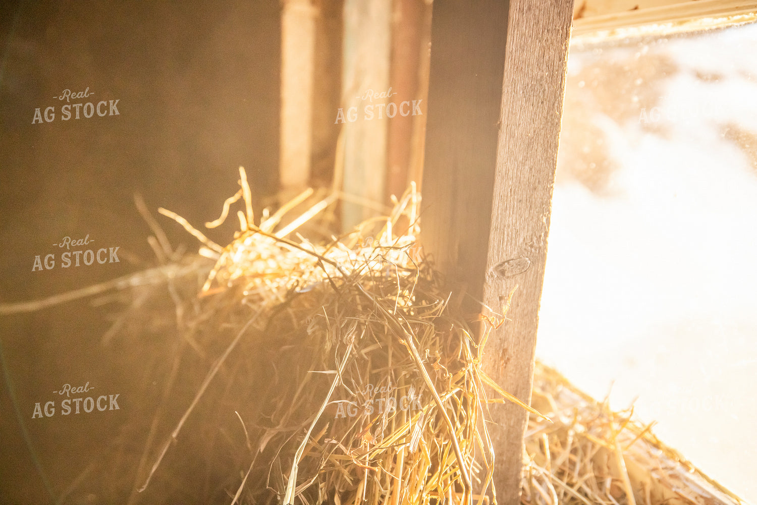 Hay in Barn 270683