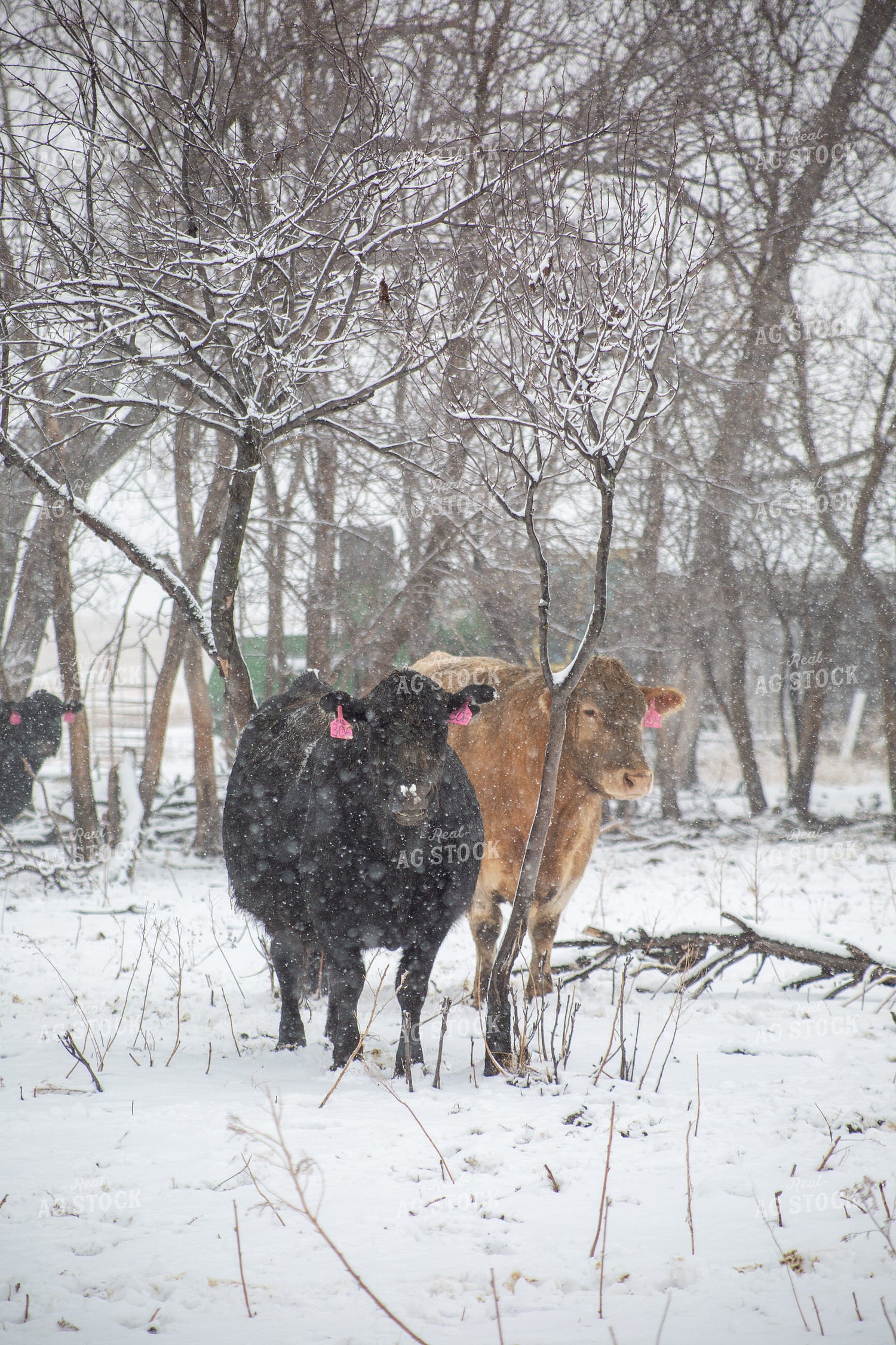 Cattle on Snowy Pasture 155446