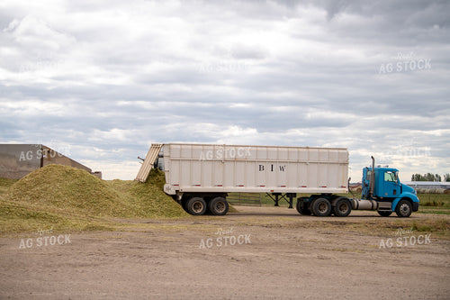 Silage Harvest 212078