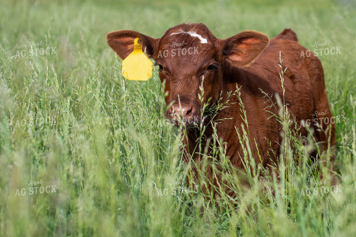 Calves in Grassy Pasture 50100