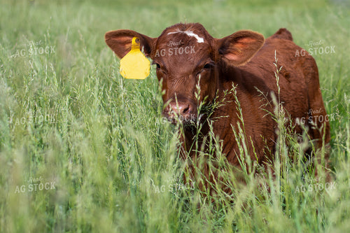 Calves in Grassy Pasture 50100