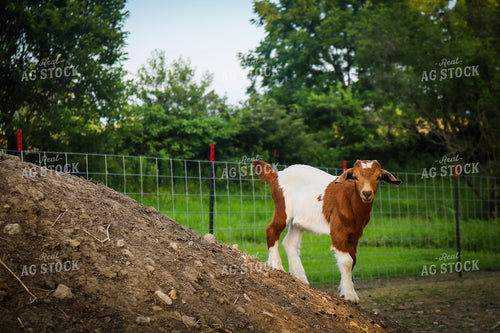 Goat 214020