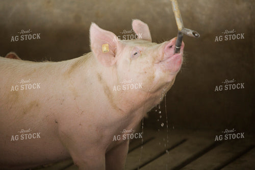 Pigs in Modern Barn Drinking Water 3871