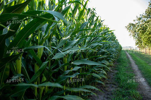 Green Corn Stalks with Ears 67127