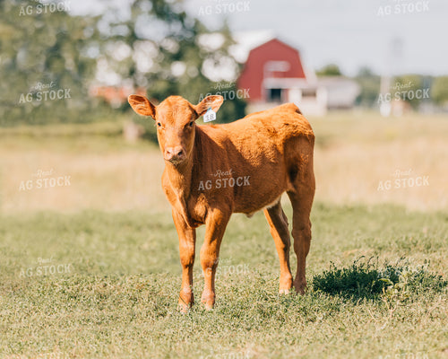 Calf 178052