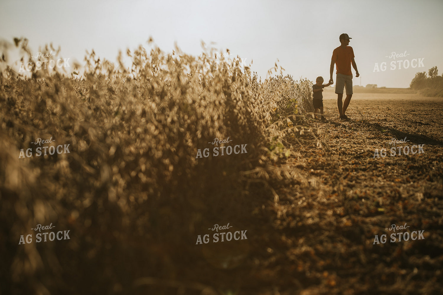 Farmer and Son Walking Along Half Harvested Soybean Field 4786