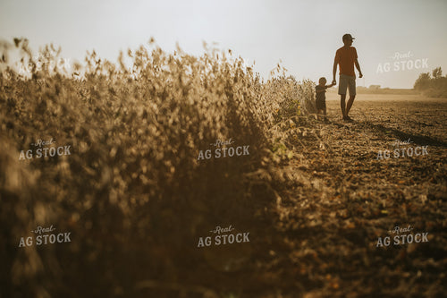 Farmer and Son Walking Along Half Harvested Soybean Field 4786