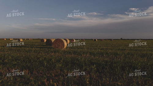 Round Bales in Field 239404