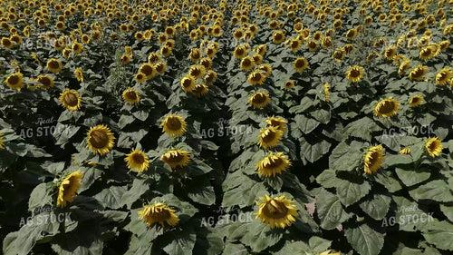Sunflower Field 239361