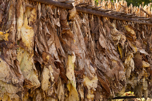 Curing Tobacco 52553