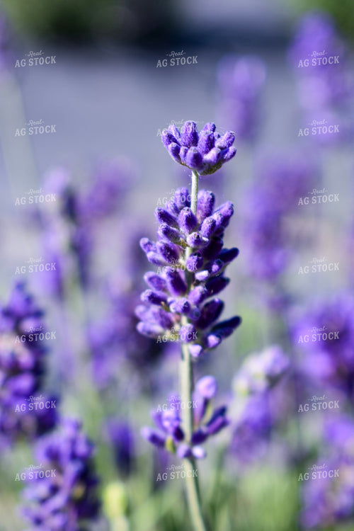 Lavendar 156108