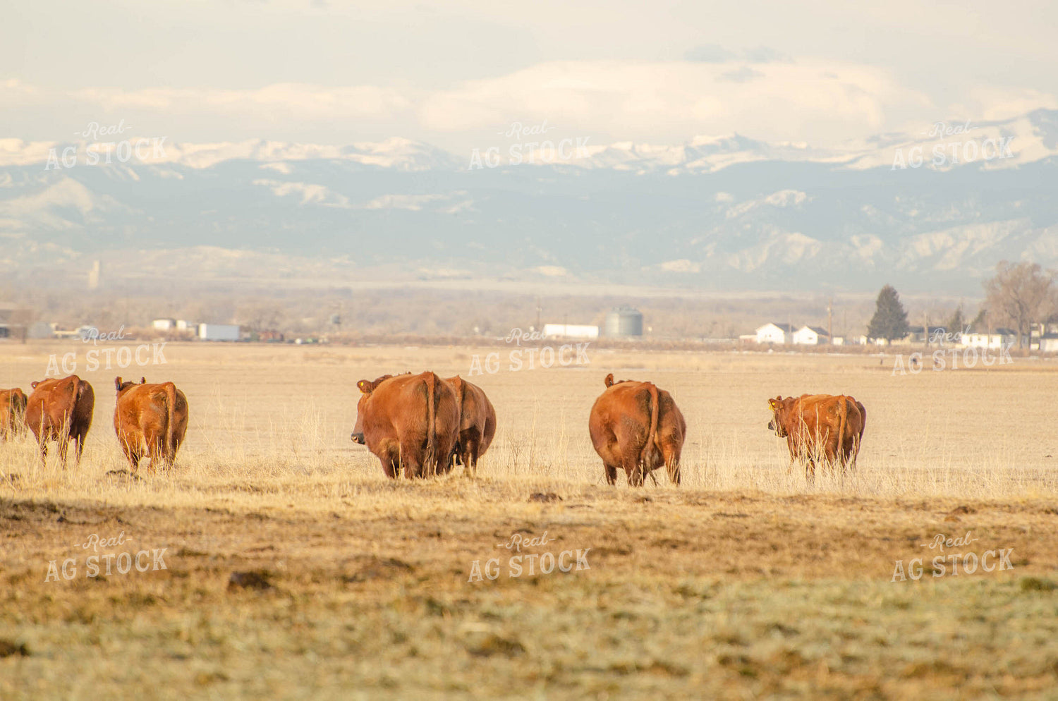 Red Angus Cattle Grazing 97014