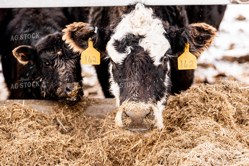 Feedlot 185092