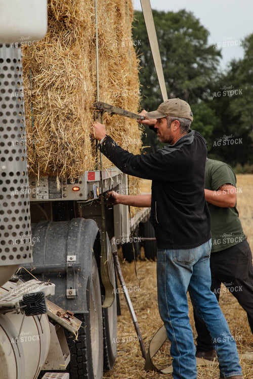 Farmer Securing Wheat Straw Bales 152592