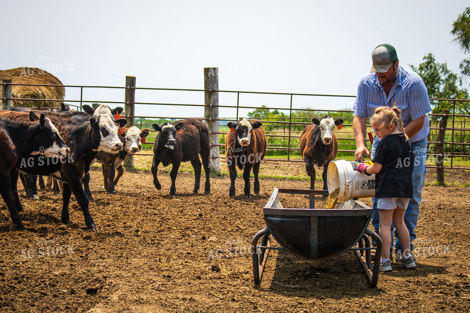 Farmer and Farm Kid Feeding Cattle 214160
