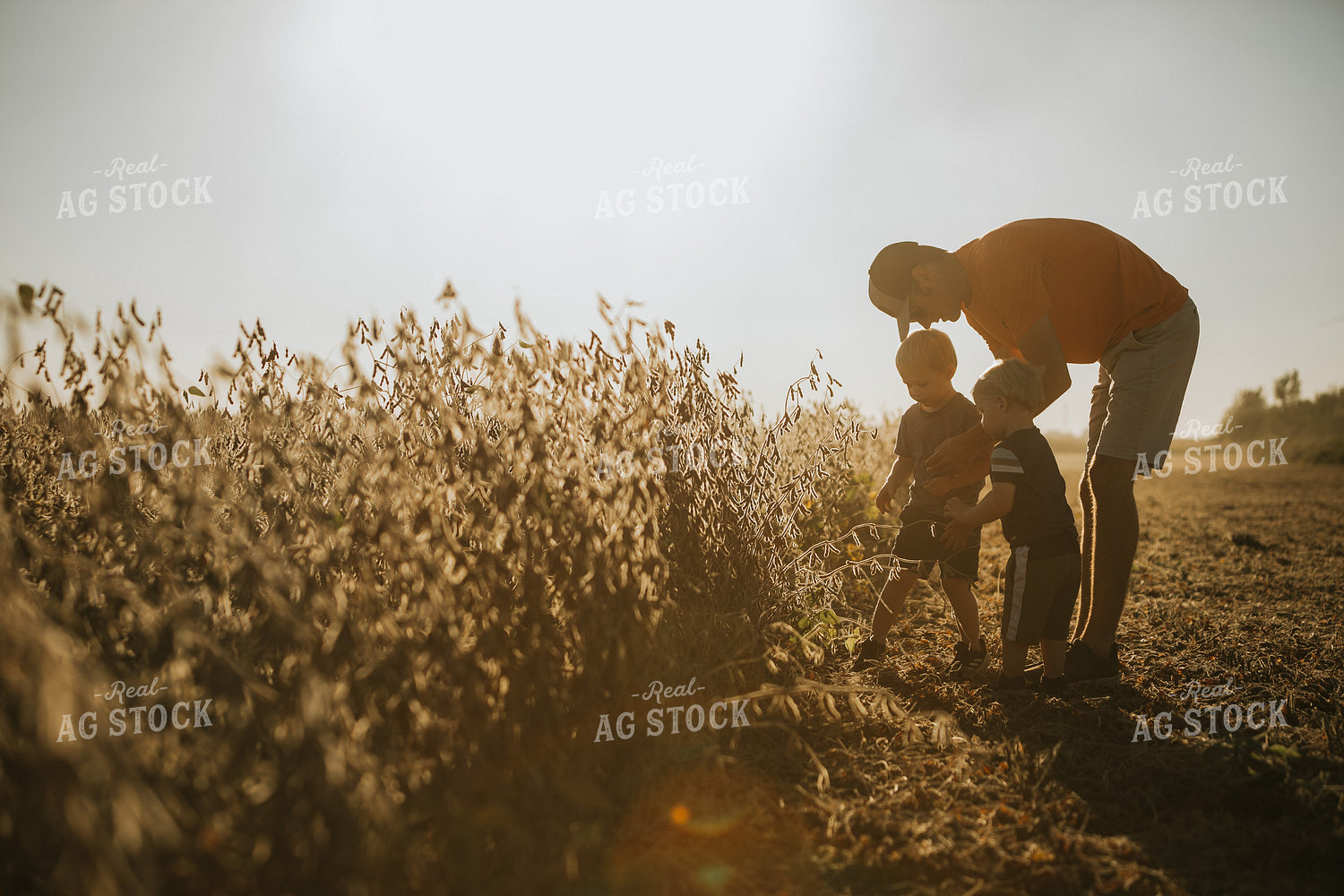 Farmer and Son Walking Along Half Harvested Soybean Field 4789