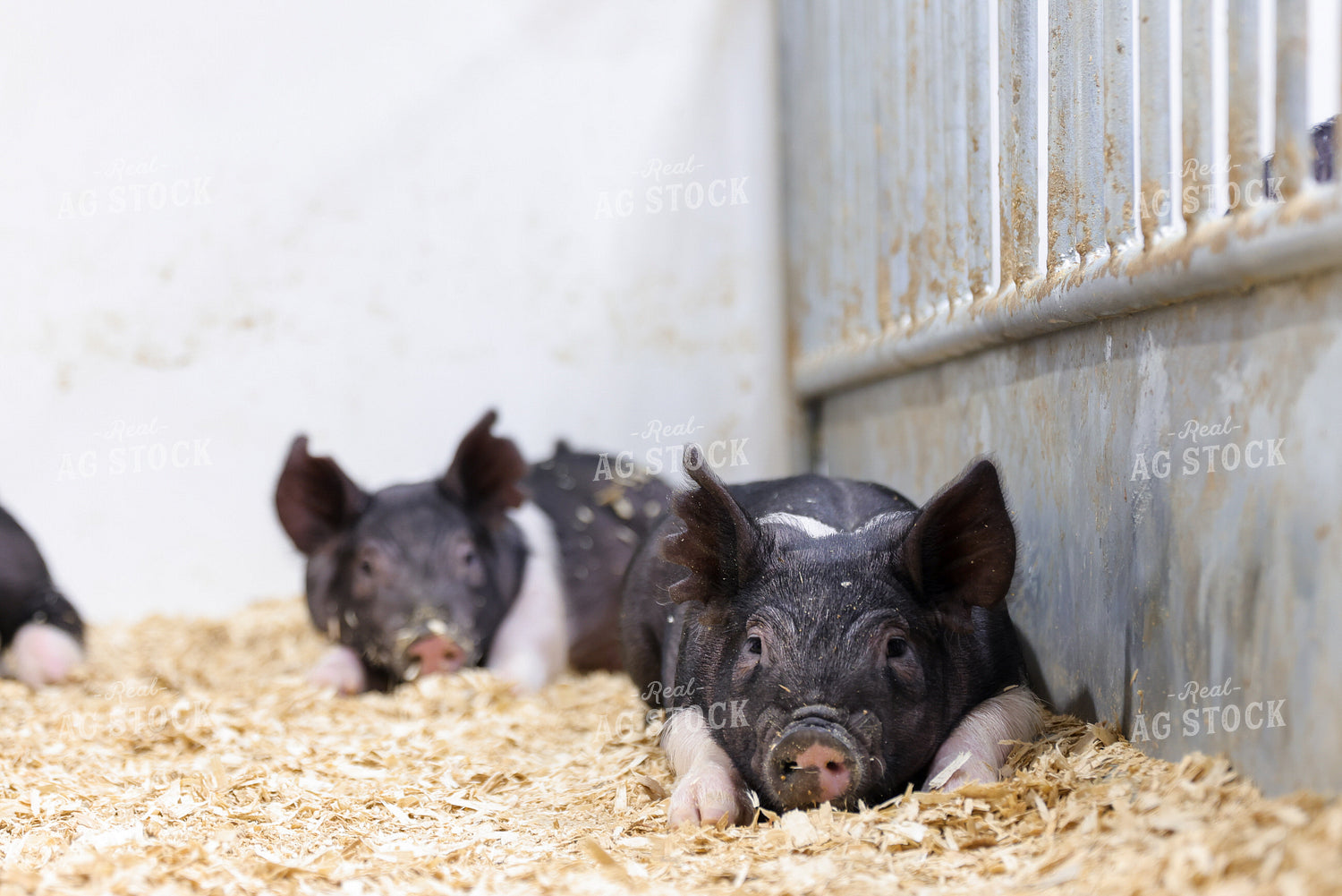 Hampshire Piglets 233027