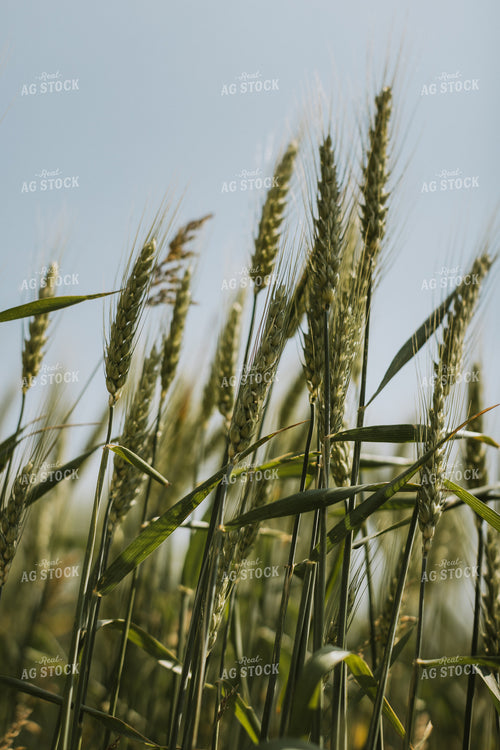 Wheat Field 7857