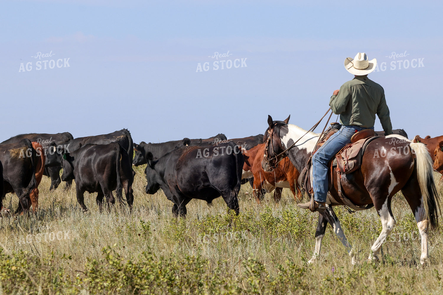 Cattle Roundup 261109
