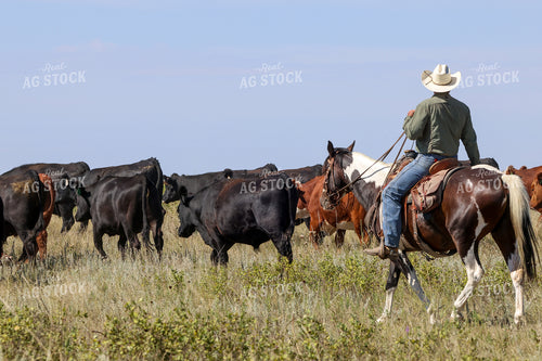 Cattle Roundup 261109