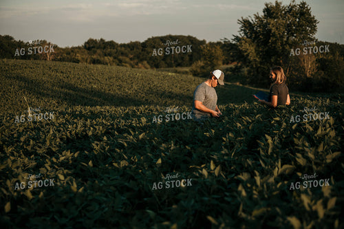 Farmer with Agronomist in Soybean Field 3181